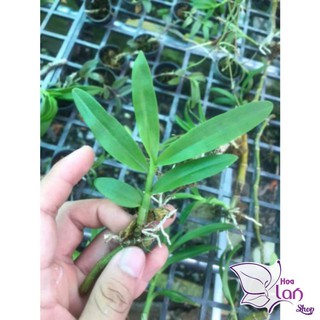 Phong Lan 🍀FREESHIP🍀 Lan Trầm rừng tím [ Siêu Rẻ ]