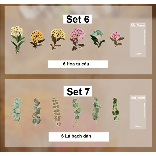 STICKER Hoa, Lá Ép Khô Trang Trí Set 6 tấm 10x20cm