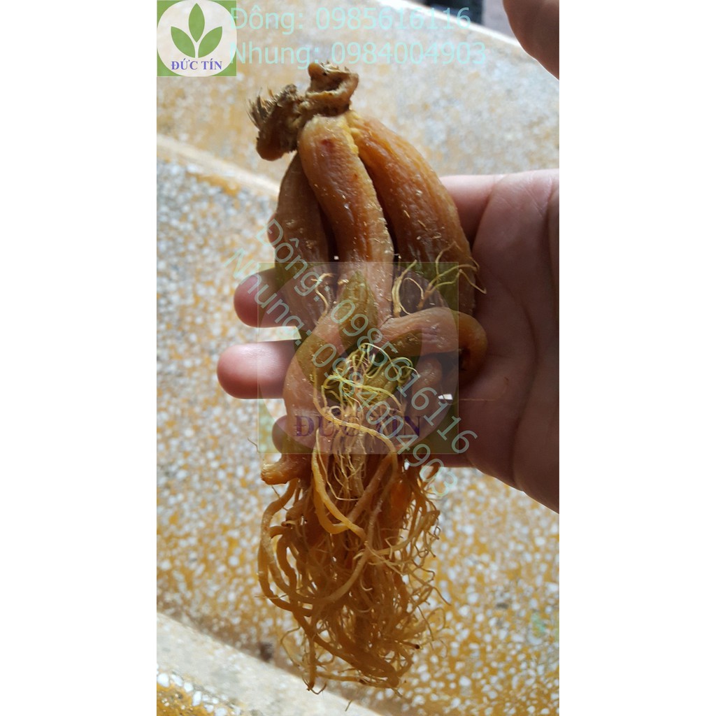 Sâm dâu (100g)