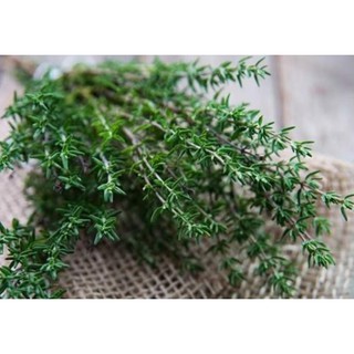 30 Hạt giống cây Xạ hương