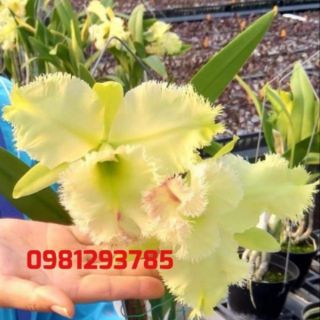 Cattleya cây giống