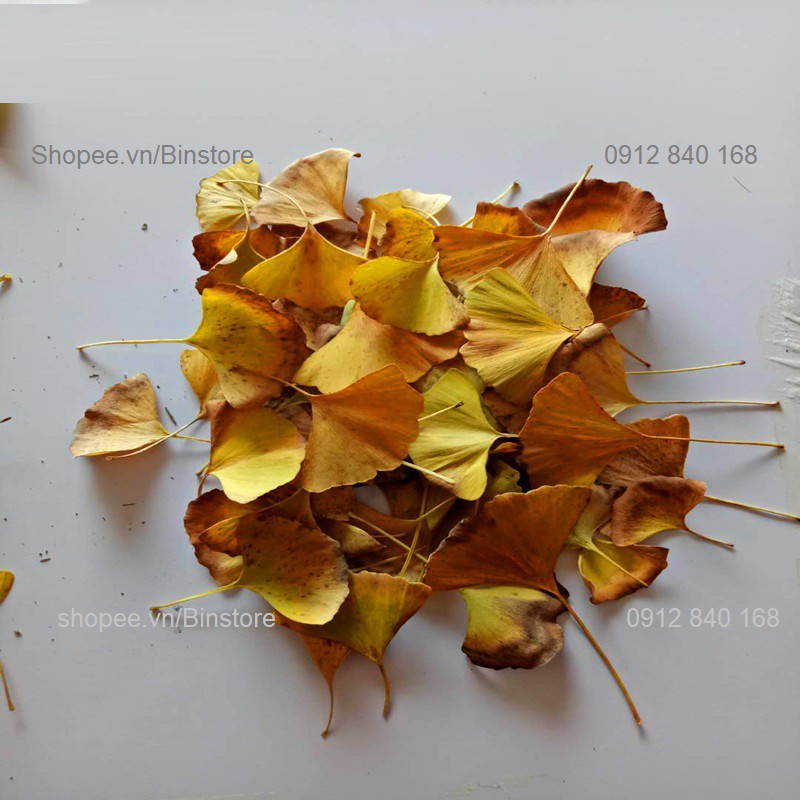 SET OF 12 LÁ NGÂN HẠNH LÁ VÀNG NATURALLY DRY GOLDEN GINKO LEAVES