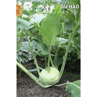 Hạt giống củ su hào xanh gói 0.5gr