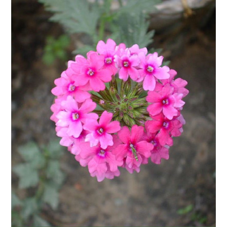 Hạt giống hoa vân anh  Nhiều màu - gói 50 hạt