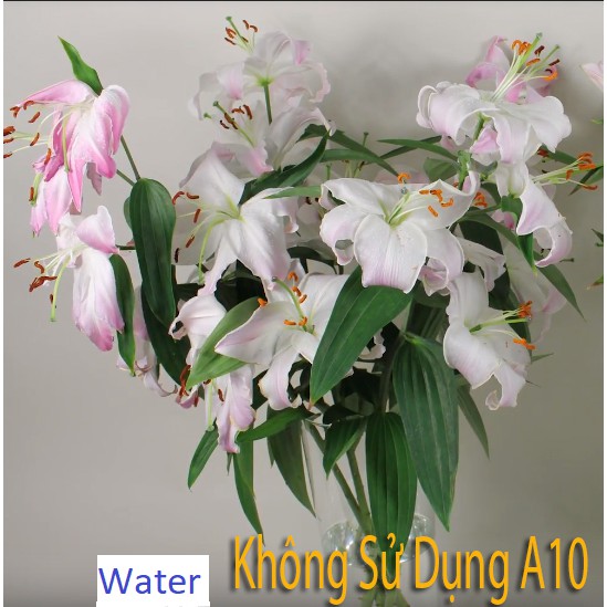Nước Cắm Hoa Lâu Tàn A-10 - Tiết Kiệm Hiệu Quả Cao - HIGH-END GOODS - MADE IN - ISRAEL  ** 325ml