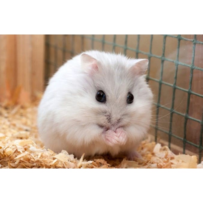 Dăm bào mùn cưa gỗ tự nhiên ép khối Bịch 1kg / bao PE Dùng lót chuồng hamster, bọ, thỏ , gà, ngựa, làm chất đốt