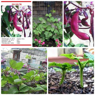 Hạt giống đậu ván tím 10 hạt