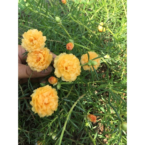 Com bo 30 cành mười giờ màu vàng