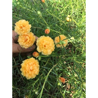 Com bo 30 cành mười giờ màu vàng