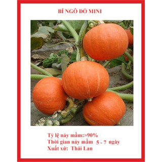 hạt giống bí ngô đỏ mini gói 10 hạt