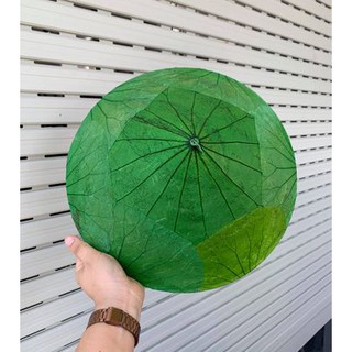 NÓN LÁ SEN ĐỒNG THÁP GIÁ SỈ