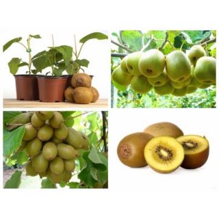 Hạt giống kiwi lùn xanh