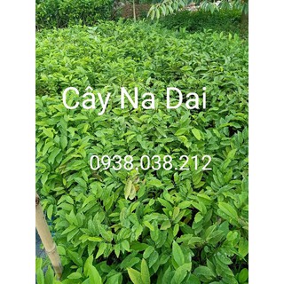 CÂY GIỐNG NA DAI ( MÃNG CẦU DAI )
