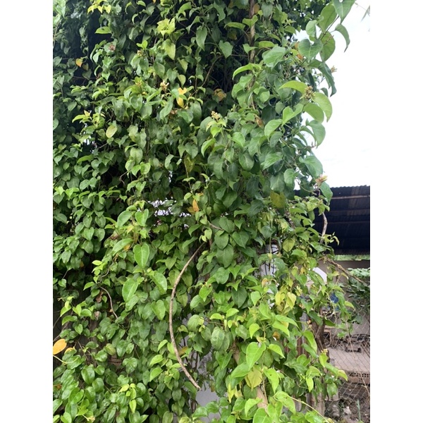 Lá giang vườn 300g