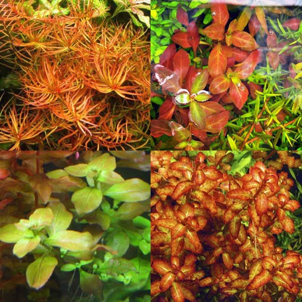 Cây Thủy Sinh cắt cắm