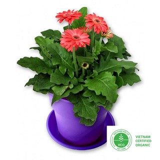10 Hạt giống Đồng tiền (tặng gói Kích nẩy mầm và Hướng dẫn) THUTHUY
