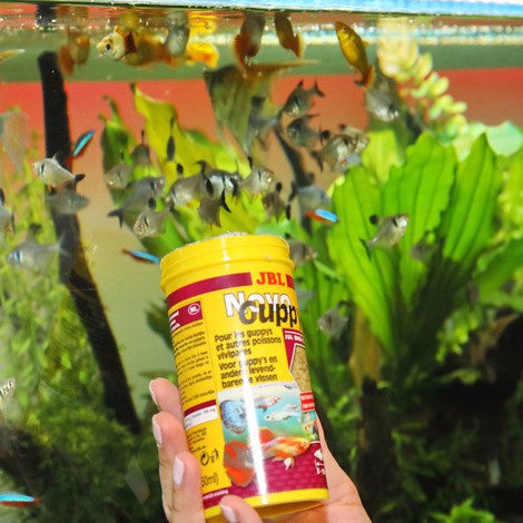 Thức ăn cho cá bảy màu JBL novo guppy