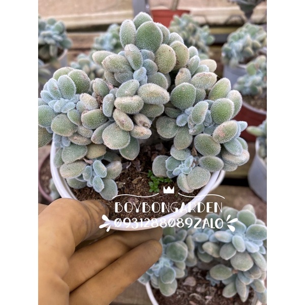 ⚡ [Ảnh thật] ❤ [FreeShip]