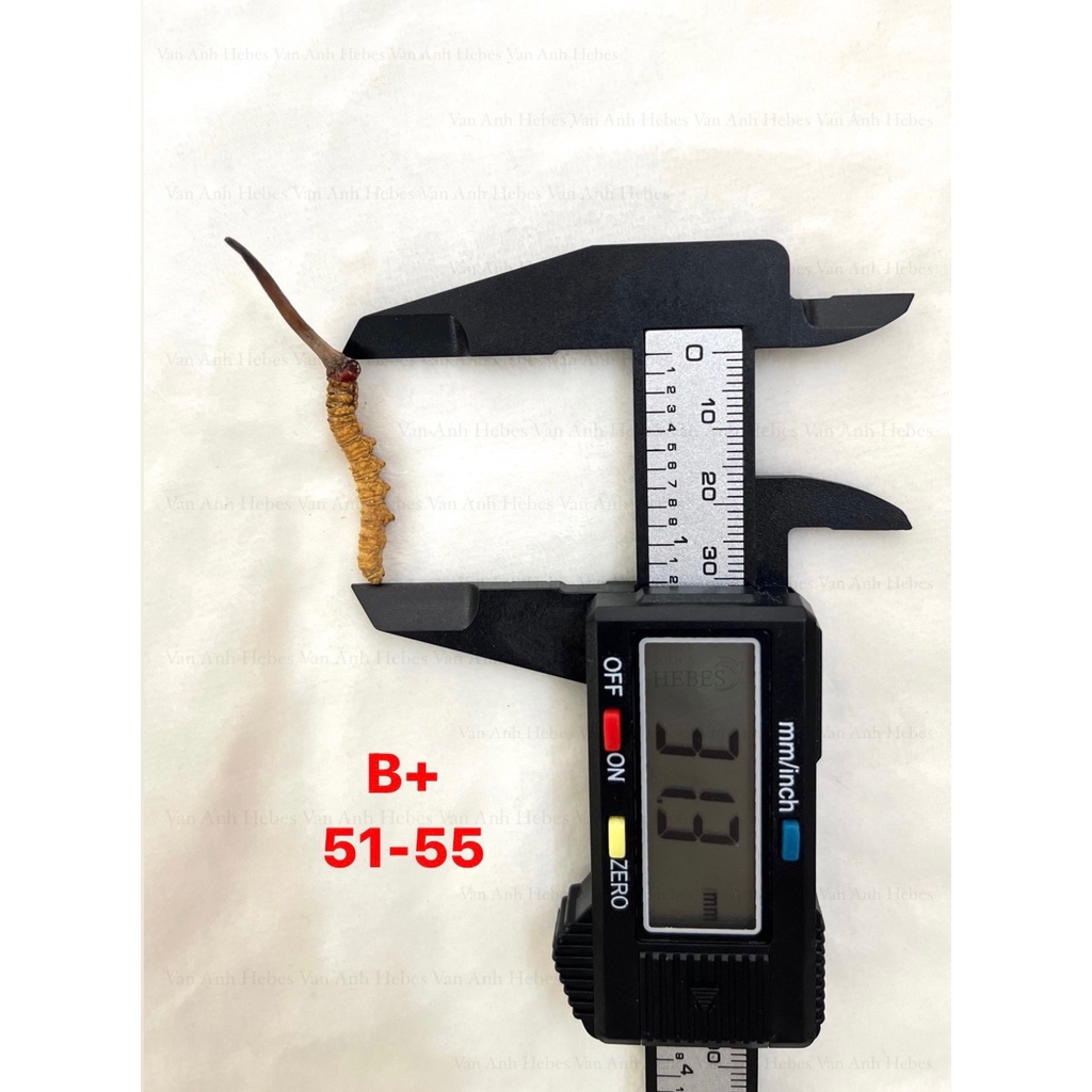ĐÔNG TRÙNG HẠ THẢO MẮT ĐỎ BHUTAN 10GRAM SIZE 51-55 CON