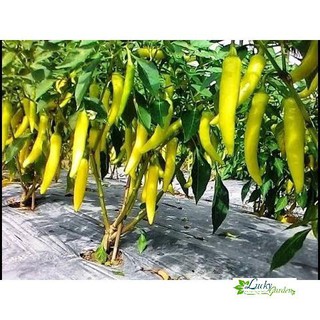 1g hạt giống ớt sừng vàng xtra tặng kèm phân và kích mầm