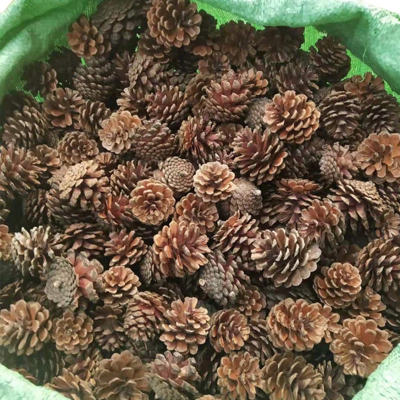 1kg quả thông đủ size dùng trang trí phòng