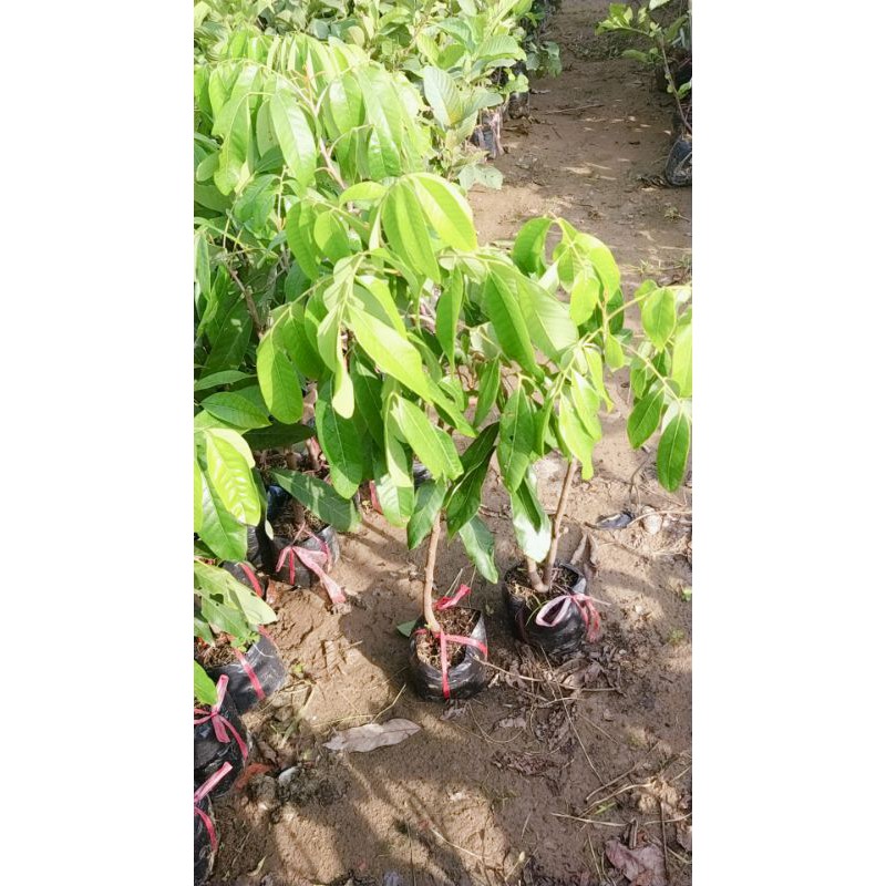 CÂY GIỐNG NHÃN THÁI IĐO