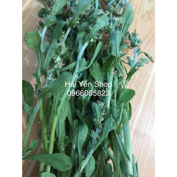 cây Rau Khúc tươi_khô_cây giống