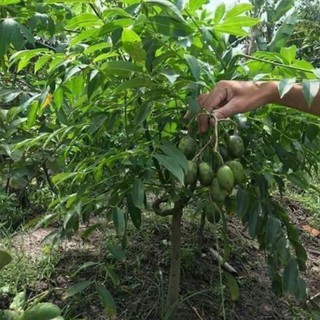 Cây cóc thái lùn siêu quả
