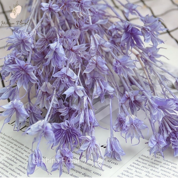 Hoa Khô Nigella Hoa Bát Giác Dùng Decor Trang Trí