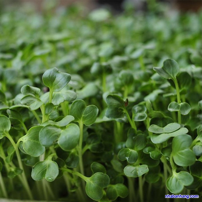 Hạt giống Mầm cải lớn dễ trồng TOTT's fertilizer