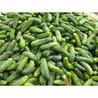 HẠT GIỐNG DƯA CHUỘT BAO TỬ