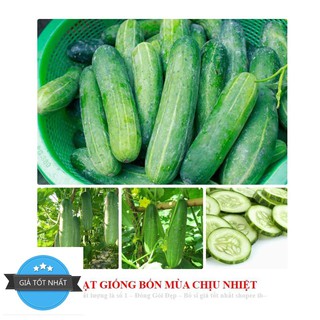 GÓI 10 HẠT GIỐNG DƯA LEO