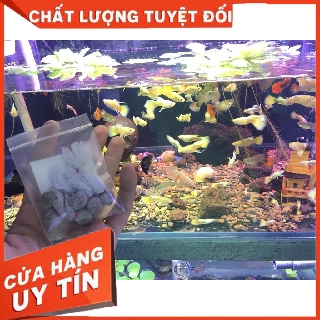 Thuốc bắc dưỡng cá cảnh