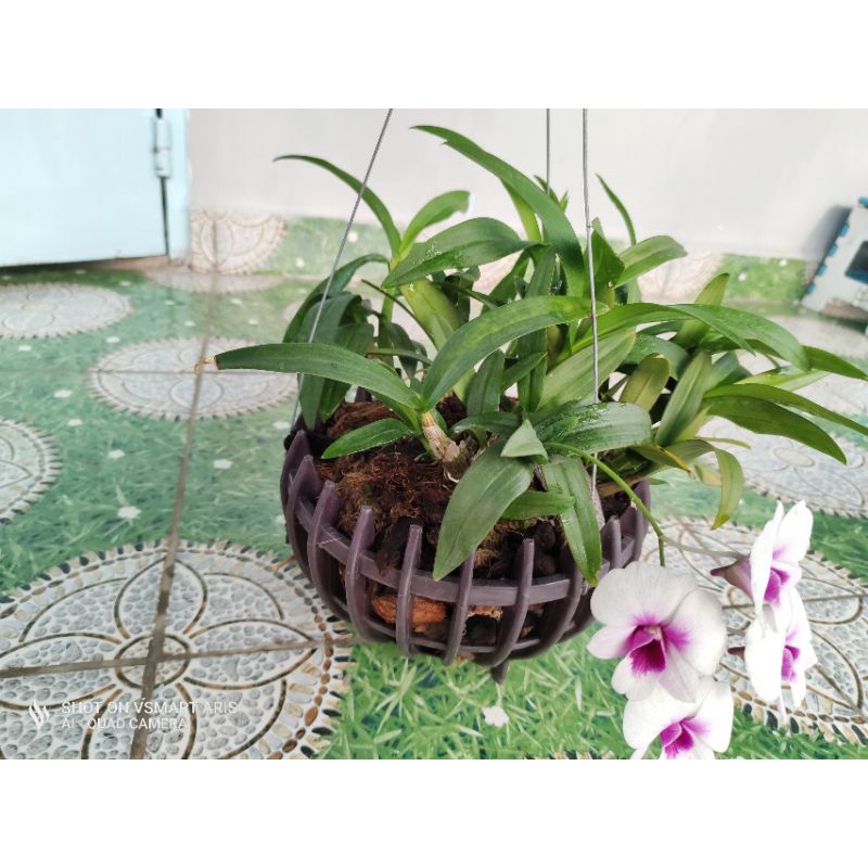 Lan Đùi Gà Hoa Trắng Tím Nở Hoa Quanh Năm