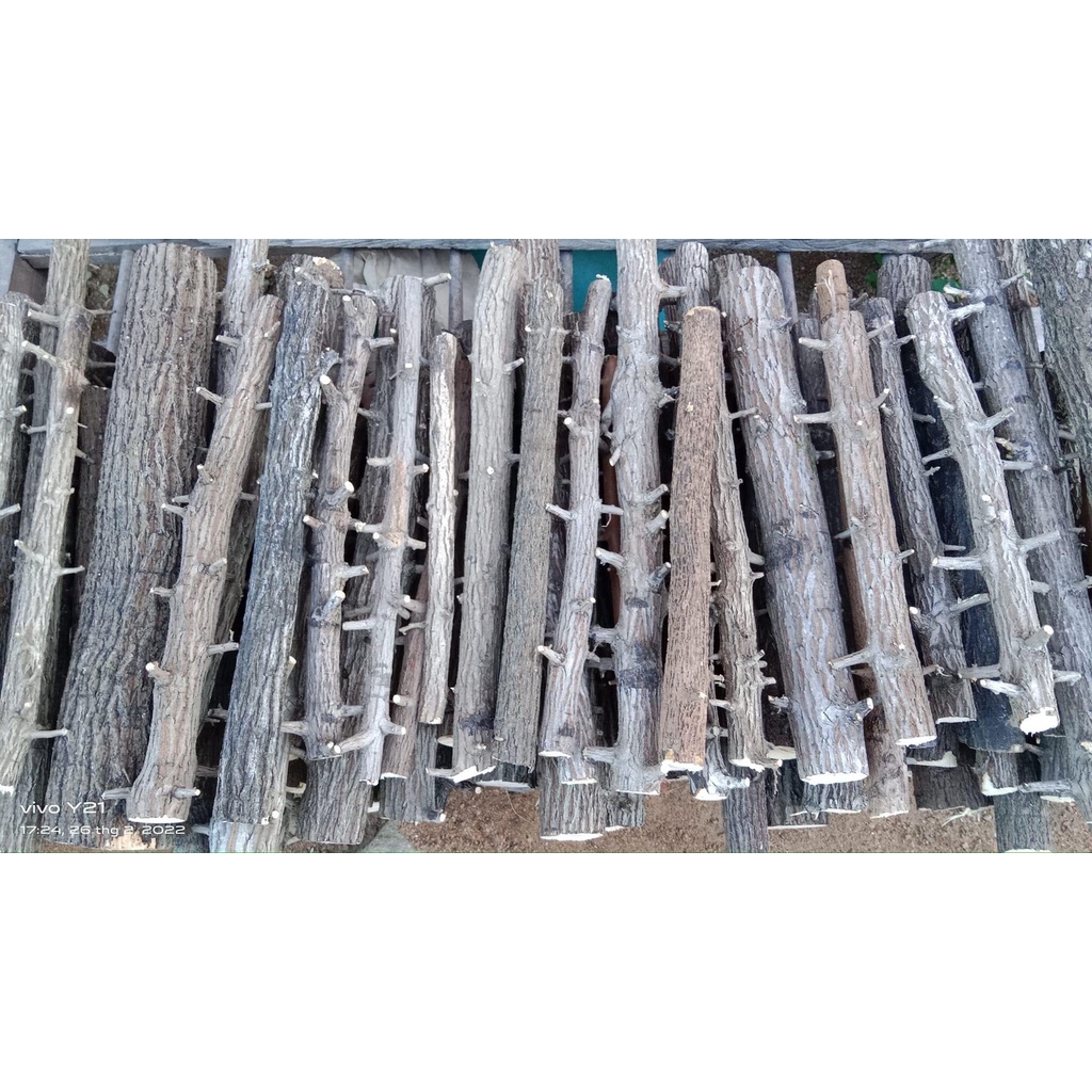 LŨA THẠCH SÙNG CÓ VÕ - CHUYÊN SET UP LAYOUT RỪNG BỂ THỦY SINH 1KG - LŨA THẴNG ĐẸP