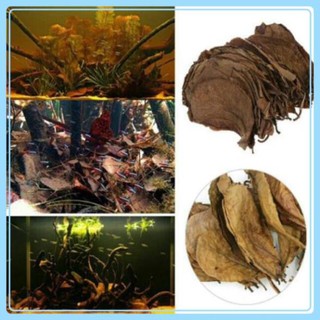 Lá Bàng Khô - Lá giưỡng cá betta và cá cảnh nhiều công dụng