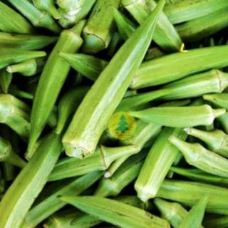 Đậu bắp xanh .giongcaynhap