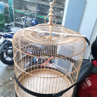 Balo đeo lồng chim