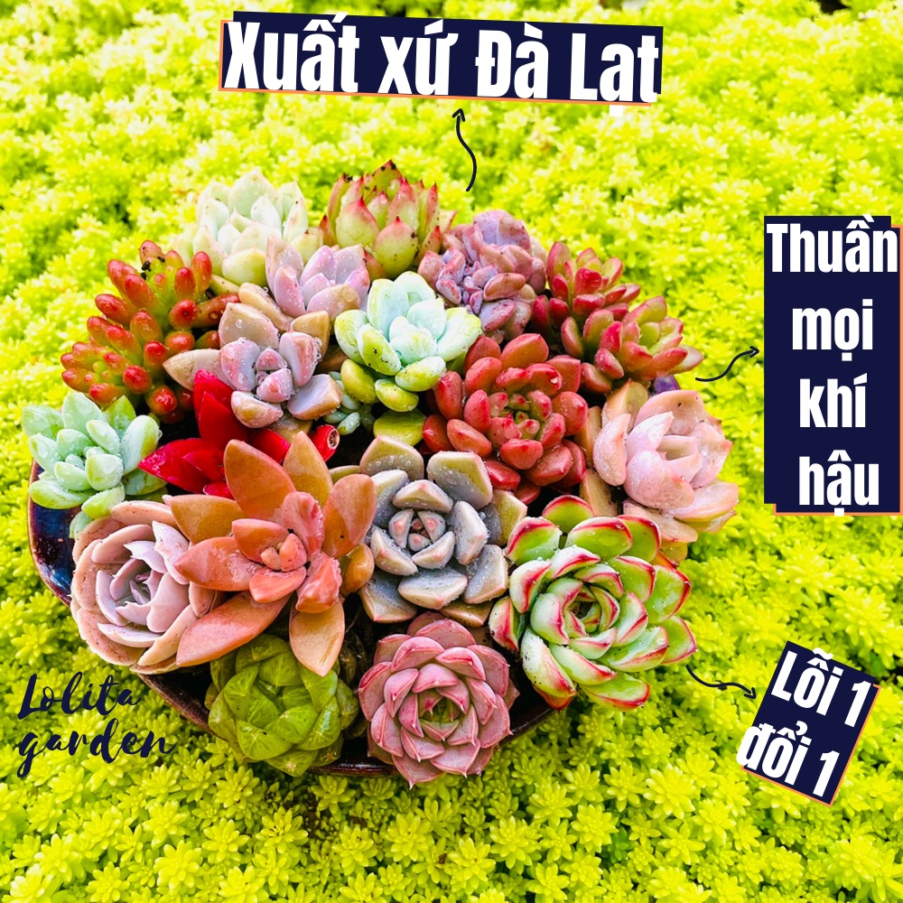 Sen đá mini Đà Lạt 25 loại khác nhau, cây cảnh trang trí nhà cửa Lolita garden, sen đá đẹp sen đá rẻ sen đá đà lạt