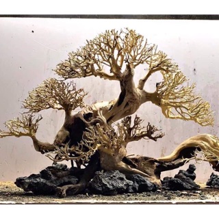 100gr LŨA XƯƠNG CHÙM ĐÃ XỬ LÝ DÙNG LÀM TÁN BONSAI - BỐ CỤC RỪNG, CÂY TỰ NHIÊN NHƯ THẬT