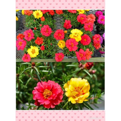 Trồng bốn mùa hạt giống hoa mười giờ 200h nhiều mầu