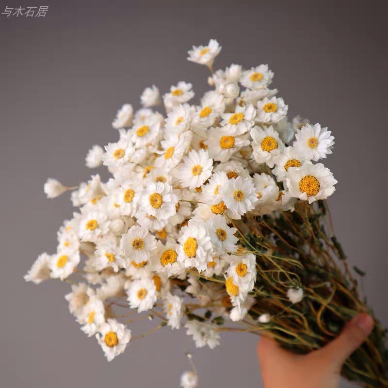Hoa đơn điểu khô ⚡GIÁ TỐT NHẤT⚡ hoa khô trang trí decor nhà cửa, làm hộp quà tặng, tranh hoa khô treo tường (bó 100g)
