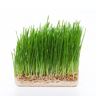 Hạt giống mầm lúa mạch/ lúa mì gói 100g