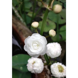 Cây Bách Thủy Tiên Thái, Bông Kép, Giống Chuẩn, Dễ Trồng, Nhanh Lớn, Boiboi.organic