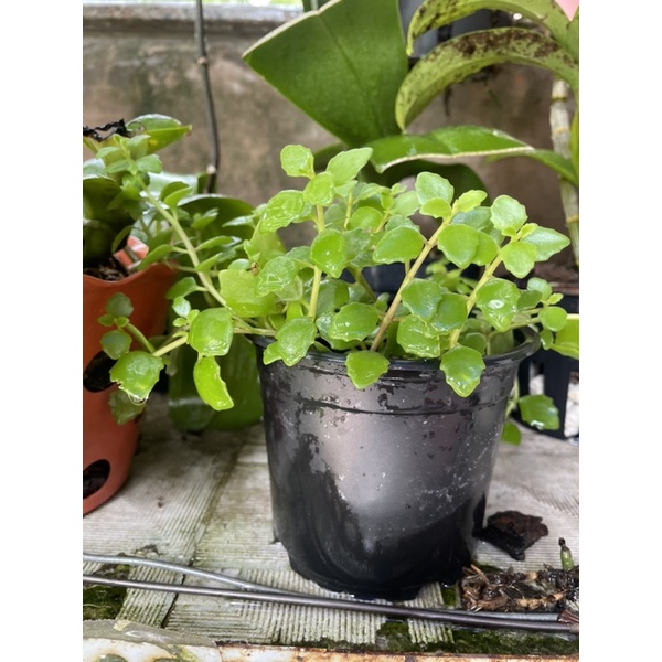 CÂY VẢY RỒNG