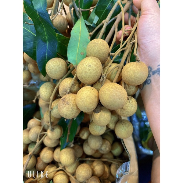 Combo 3kg trái cây bất kỳ chôm chôm chôm thái, ổi nữ hoàng, cam sành vĩnh long, nhãn thái ido.