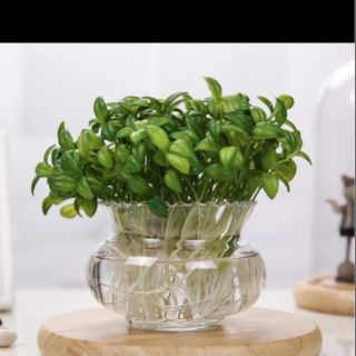 Bể cá thủy tinh Chậu trồng cây mini thủy sinh  - Bể cá răng cưa mini