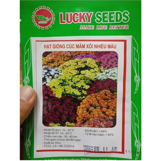 30 Hạt giống hoa Cúc mâm xôi