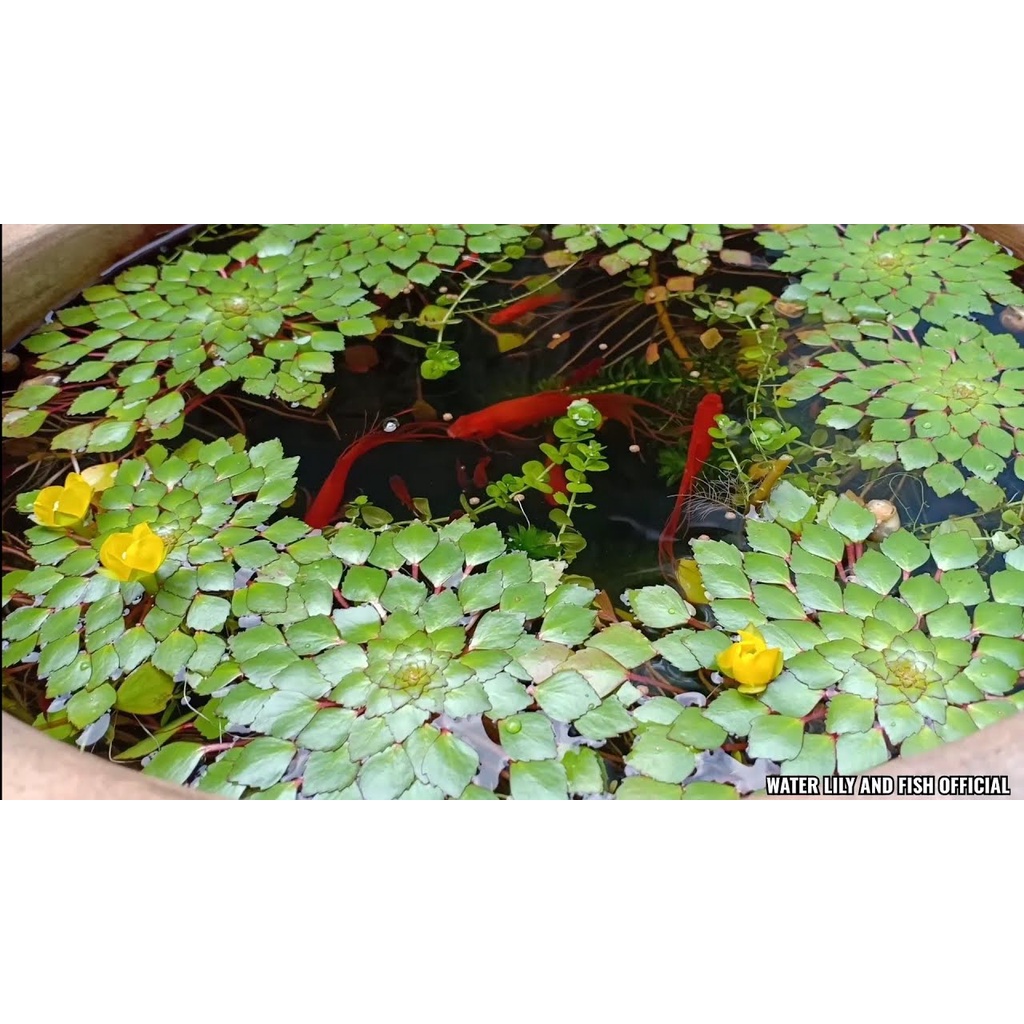 5  CÂY ẤU THÁI THỦY SINH