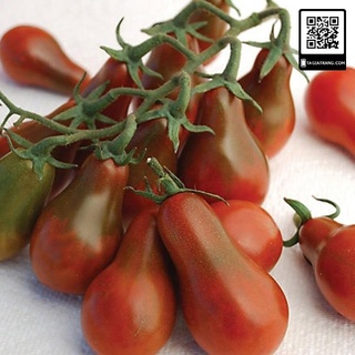 Hạt giống cà chua sôcôla (cà chua chocolate)